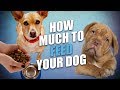 How Much to Feed a Dog (Commercial and Homemade Foods)