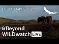 WILDwatch Live | 16 December, 2020 | Afternoon Safari | South Africa