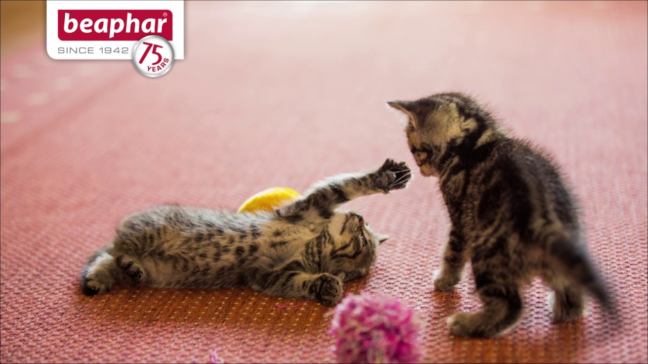 beaphar cat calming spot on