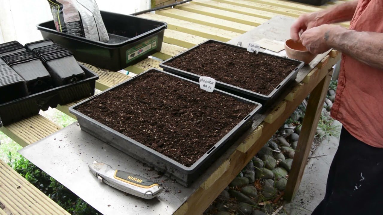 Growing manuka and kanuka part 3