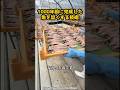 1000年前に完成していた"魚を生より旨くする技術" #グルメ#日本#飯テロ #雑学