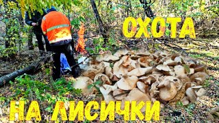 СБОР ГРИБОВ 2021/В ПОХОД ЗА ЛИСИЧКАМИ!/MUSHROOM PICKING/