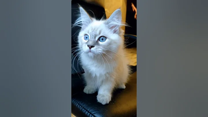 Watch the video about Aya 😻 💕💕💕 Neva masquerade kittens.