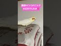 震度6 お宅のインコ パニック大丈夫でしたか⁉️ 東京都下も大揺れでした・・・