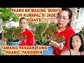 PAANO MAGING 'BUSHY'/THICKER OR PAKAPALIN SI JADE PLANT?/by: #KABAYAN AMOR