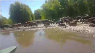 Impactante invasión de jabalíes en Entre Ríos y el Nordeste Argentino
