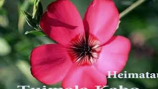 Heimataura Jr Pohiva .. Tuimala Kaho