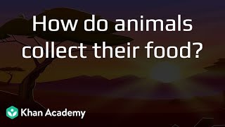 How do animals collect food? | Middle School Science | Khan Academy