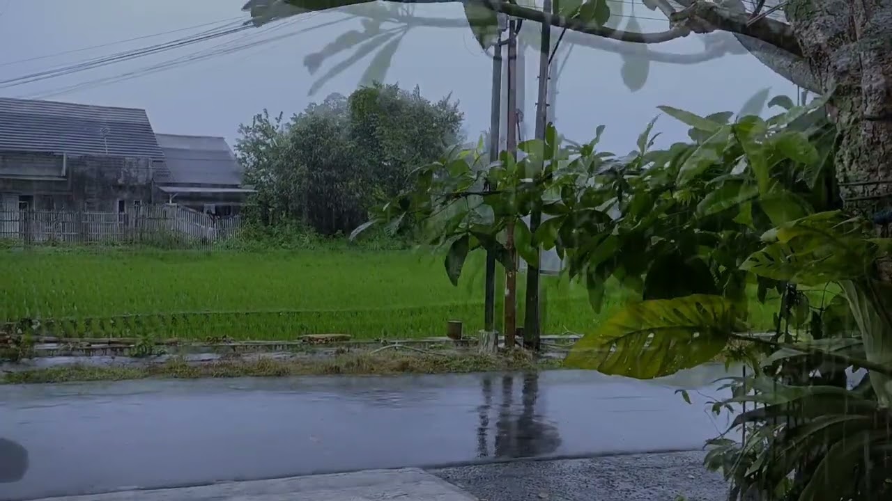 Звук дождя и ветра среди рисовых полей и деревьев очищает глаза и успокаивает душу.