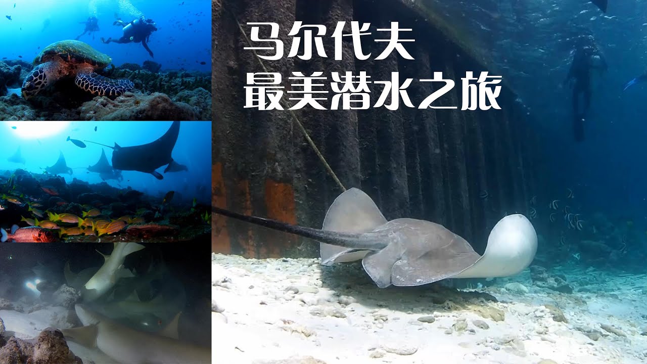 馬爾代夫船宿潛水探索之旅，Scuba Diving Liveaboards in the Maldives