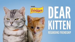 Dear Kitten: Regarding Friendship