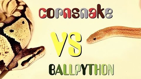 Corn snake VS Ball python