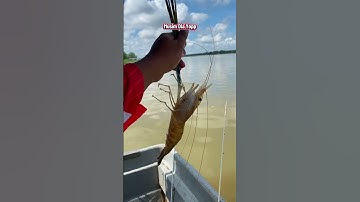 Udang Galah Teluk intan #foryou #fishing