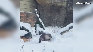 I PROMISE Report: Behind the scenes at the Akron Zoo