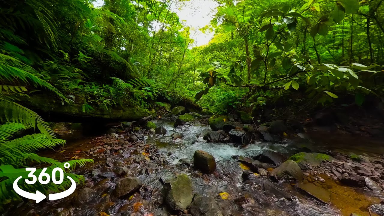 8K 360° VR Jungle River, Philippines | Relaxing Rainforest & Flowing Water