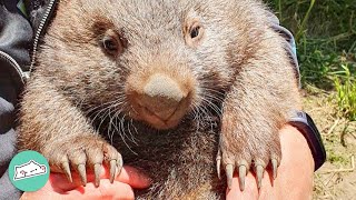 Baby Wombat Miraculous Recovery: What Happens Next?