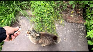 картинка: Росава - Разведка. Часть 3 - Заключительная!