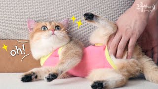 When put on a cat recovery suit, the cat is broken heart 