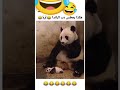 اتحداك ما تضحك هكذا يعطس دب الباندا
