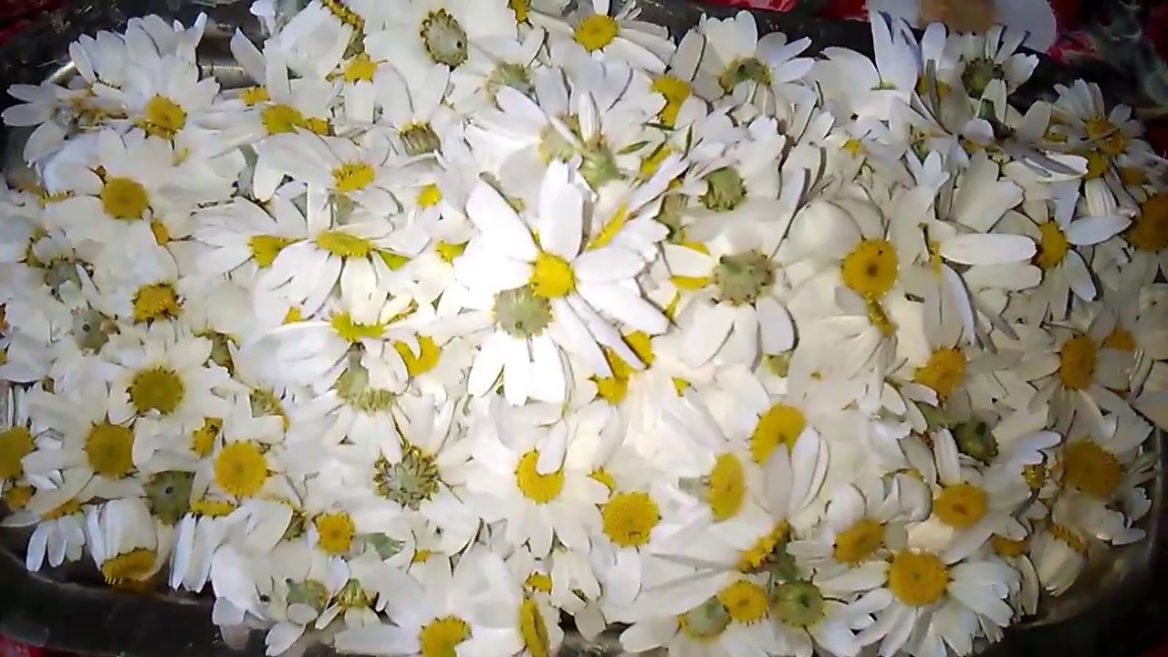 How to preserve chamomile طريقة حفظ البابونج YouTube