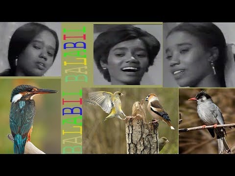 البلابل ياليالي قولي لينا الأسمراني عني مالن صدوا وإتواروا