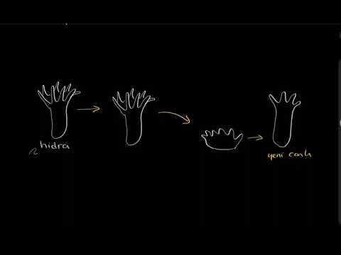 Video: Porifera eşeysiz olarak nasıl ürer?