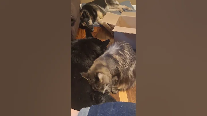 Video 11900841: cat dog mainecoon, mainecoon cats love