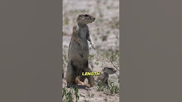 Nimble Nuts: Uncovering the Fascinating World of Squirrels! #shorts #facts #animals #nature #cute