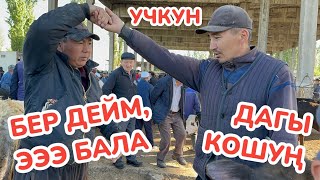 Бүгүн мал базарда БОДО МАЛ кымбатыраак болду 🇰🇬 Себеби эмнеде? 🇰🇬 Мал ЖАЙЛООГО ЖӨНӨДҮ 🇰🇬 Лайк