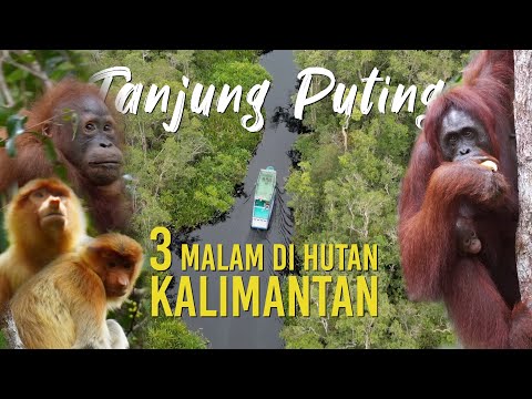 Langka! Lihat Orangutan di Habitat Aslinya! Tinggal di Taman Nasional Tanjung Puting Selama 3 Malam!