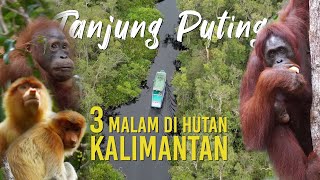 Langka Lihat Orangutan di Habitat Aslinya Tinggal di Taman Nasional Tanjung Puting Selama 3 Malam