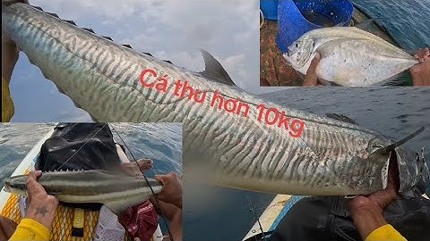 một ngày đi jig may mắn dính cá thu khủng cá bớp cá khế to cá (T28)