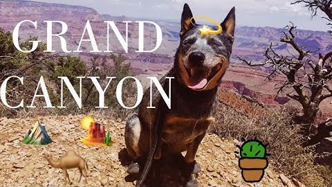 Grand Canyon | van life road trip