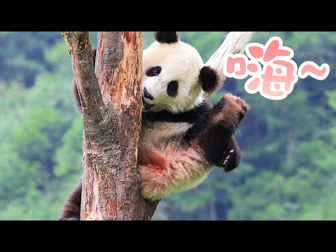 《熊貓早晚安》小熊友向你打招呼 | iPanda熊貓頻道