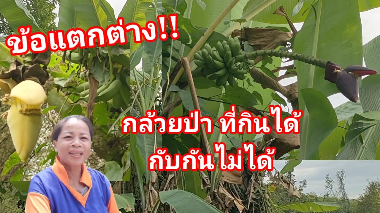 กล้วยป่า ที่กินได้กับกินไม่ได้ แตกต่างกันอย่างไร