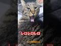 レロレロレロ　#shorts #cat #今日の夏目くん