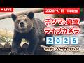 9月15日 子グマの寝室ライブカメラ　のぼりべつクマ牧場 ～子熊相撲 登別場所～のサムネイル