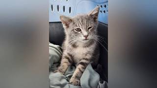 Stray cat survives 800-mile ride under UGA student s car from New Jersey to Athens