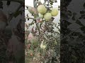 Protected Farming for Tomato Sanrakshit kheti Tamatar Shekhopur Krishi Vigyan Kendra Gurugram