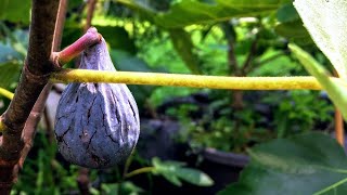 4 Reasons Why Your Fig Tree IS NOT Fruiting