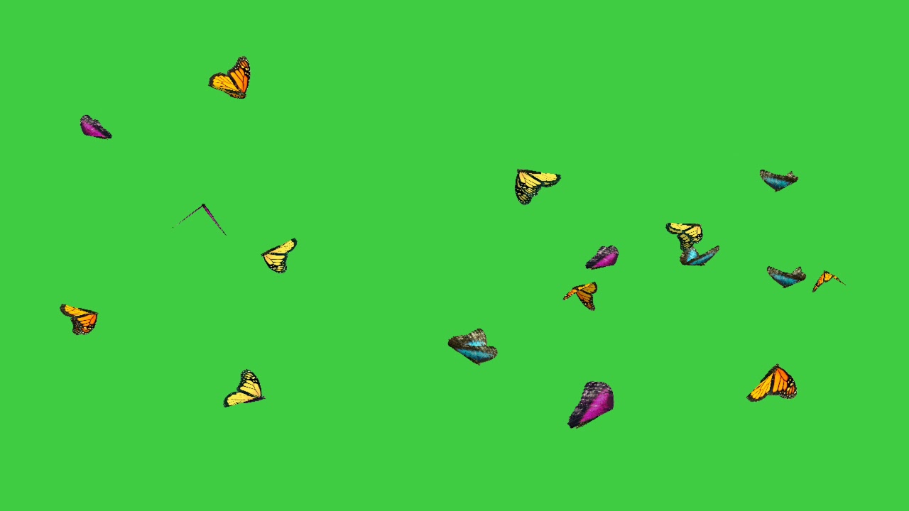 Butterfly flying green screen effect . VFX... butterfly green screen