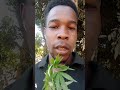 Bangi Ni Nini Na Kwanini Inapigwa Marufuku рџ рџ Bangi Ni Nini Na Kwanini Inapigwa Marufuku рџ рџ