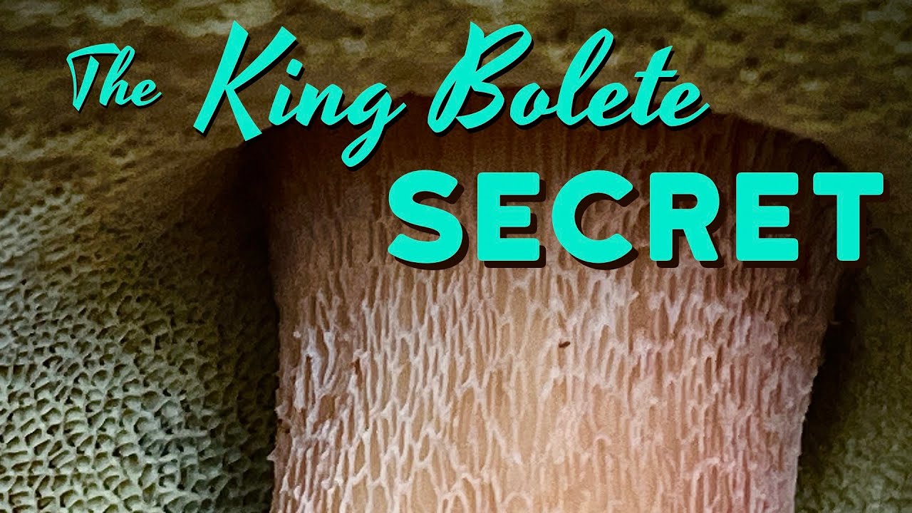 Как найти больше белых грибов в Северо-Западном регионе Тихого океана: связь между белыми грибами...