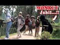 Bushman & Monkey Prank || Epic Prank Collaboration