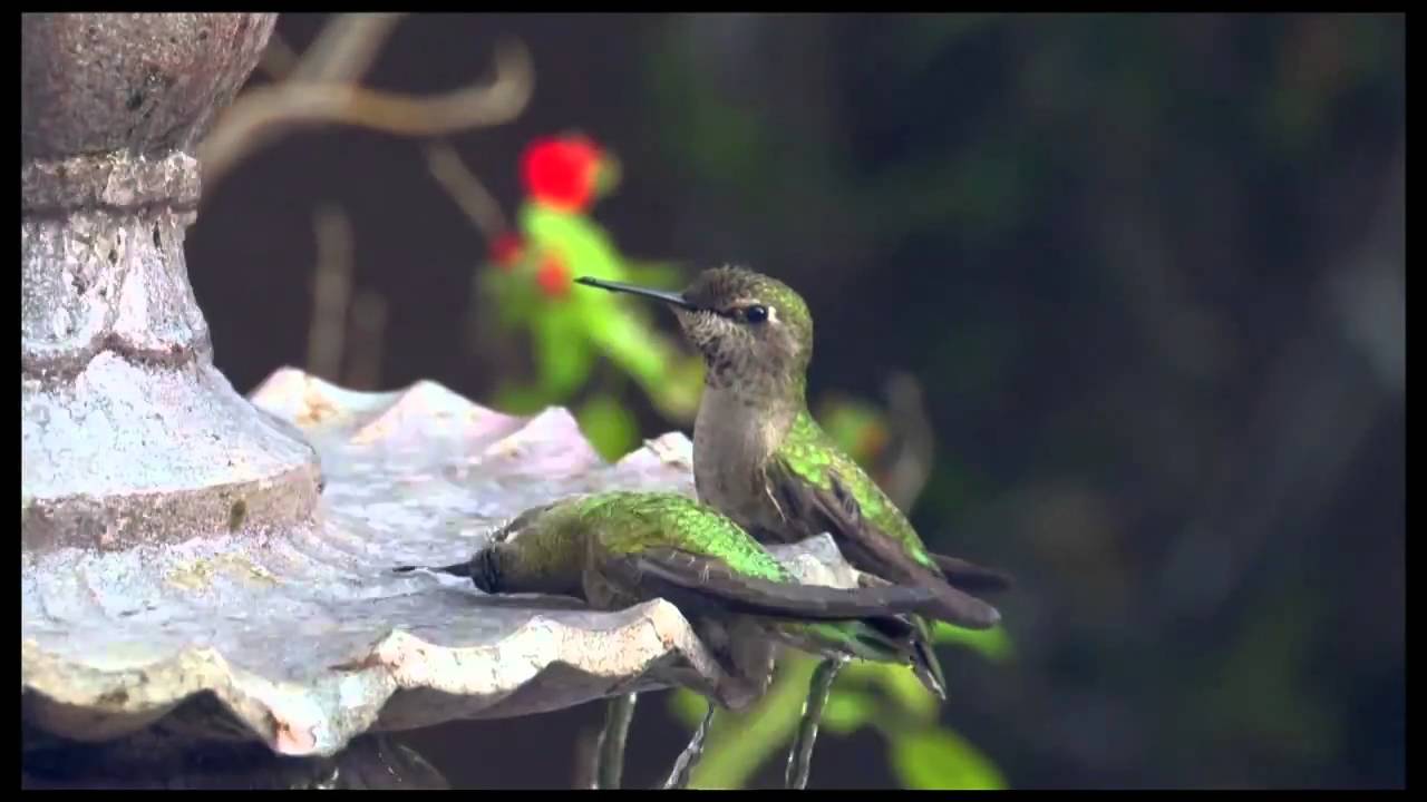 hummingbirds bathing in fountain hd youtube hummingbirds bathing in fountain hd youtube