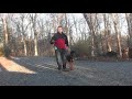 Roger - Black and Tan Puppy Training - Greenville SC の動画、YouTube動画。