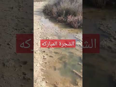 النخل يتحمل قسوة الصحراء Shorts