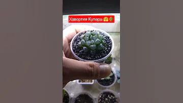 Хавортия Купера