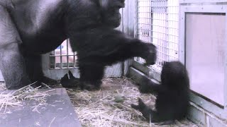 キンタロウにパパがパンチ💗ママがからだをゆすって猛抗議【京都市動物園】