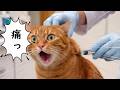 猫たちを連れて健康診断とワクチン接種に行って来ました　診察室で起きていることを想像してみました